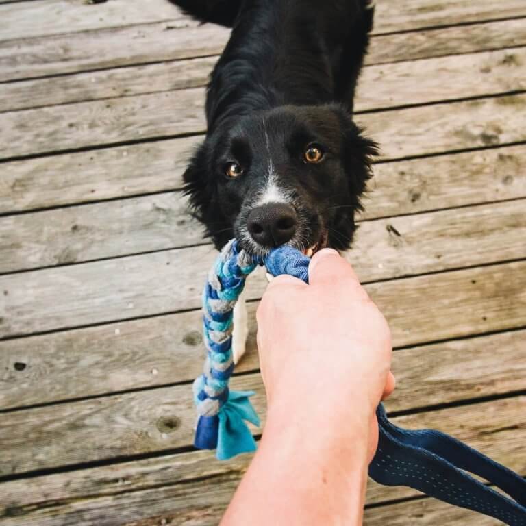 Hund beim Spielen mit Spielzeug
